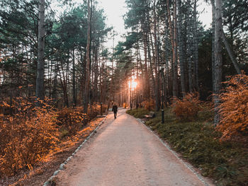 Rear view of people walking on road amidst trees during autumn