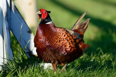 Close-up of pheasant on grassy field