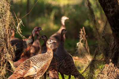 Wild osceola wild turkey meleagris gallopavo osceola in the woods of myakka state park in sarasota