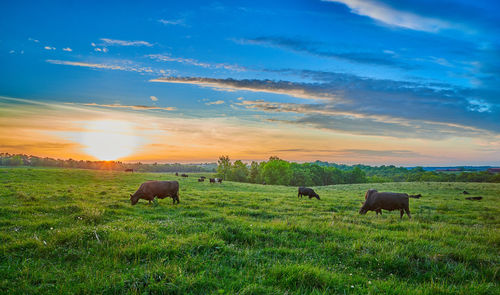 Sheep grazing in a field