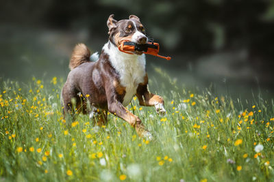 Dog running amidst flowering plants on field