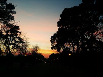 Silhouette of trees at sunset