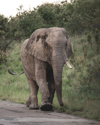 Elephant walking on field