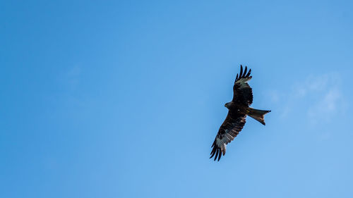 Low angle view of eagle flying in sky