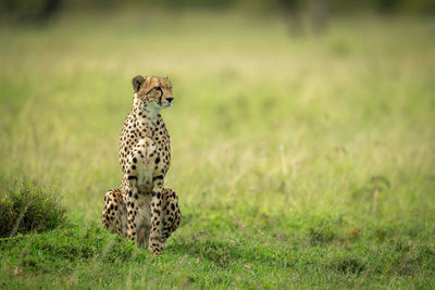 Cheetah sits by grassy mound looking right