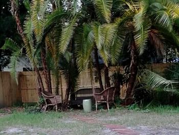 Palm trees against sky