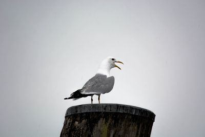 Low angle view of seagulls perching on railing