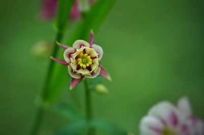 Close-up of pink flower blooming outdoors