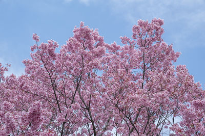 Low angle view of pink cherry blossoms in spring