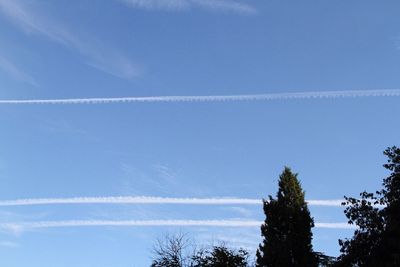 Low angle view of trees against blue sky