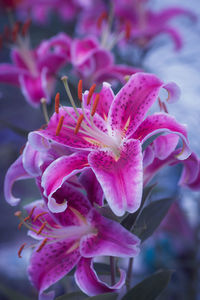 Close-up of pink flowers