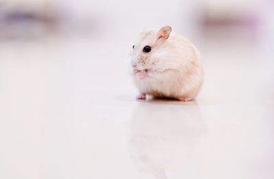Close-up of a rabbit over white background
