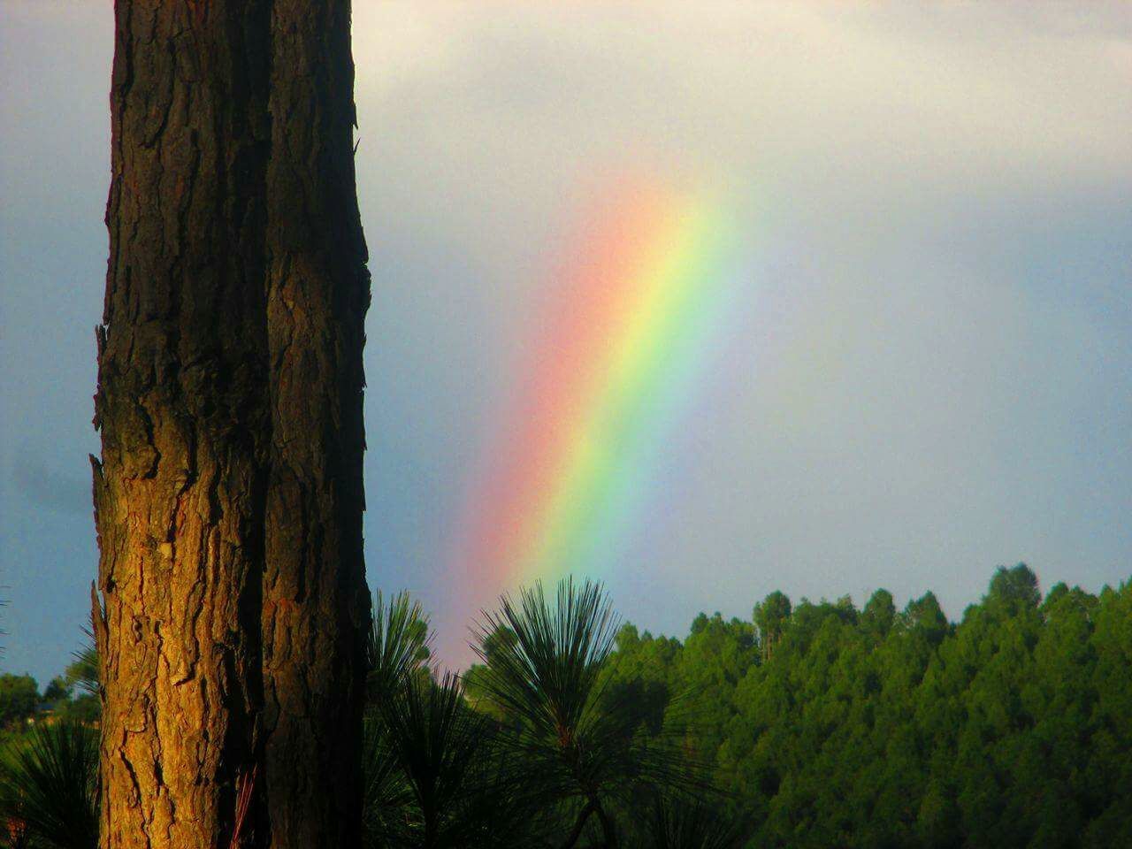 RAINBOW OVER TREE AGAINST SKY