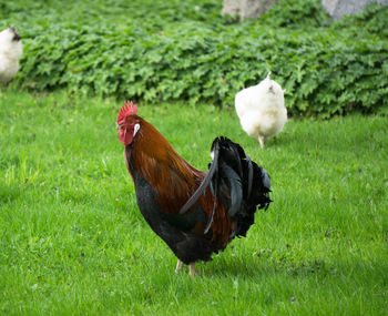 Close-up of rooster on field