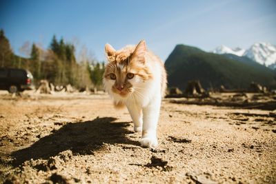 Cat in a field