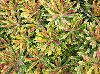 Full frame shot of plants