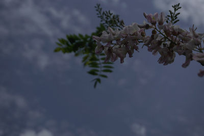 Low angle view of flower tree against sky