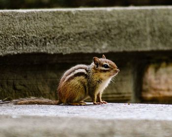 Close-up of squirrel on wood