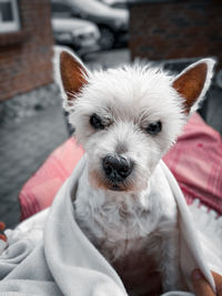 Close-up portrait of white dog