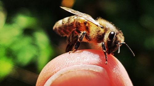 Close-up of bee pollinating on flower