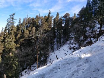 Pine trees on snow covered mountains against sky