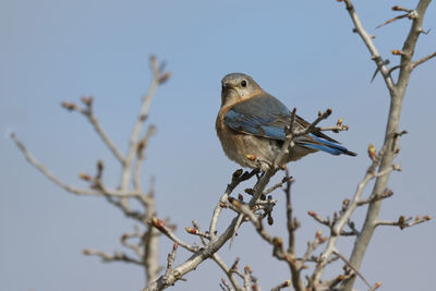 Bird perching on branch against sky