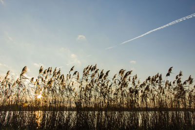 Sunset behind the reeds over the water and blue sky, evening view