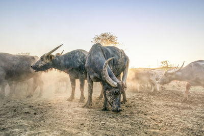 Buffaloes standing on ground