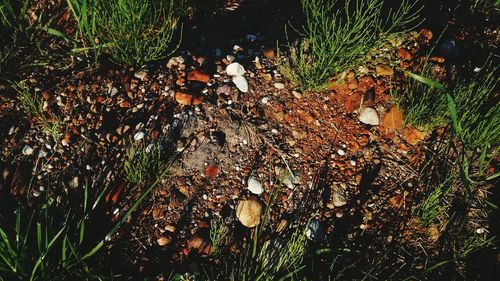 Plants growing in park