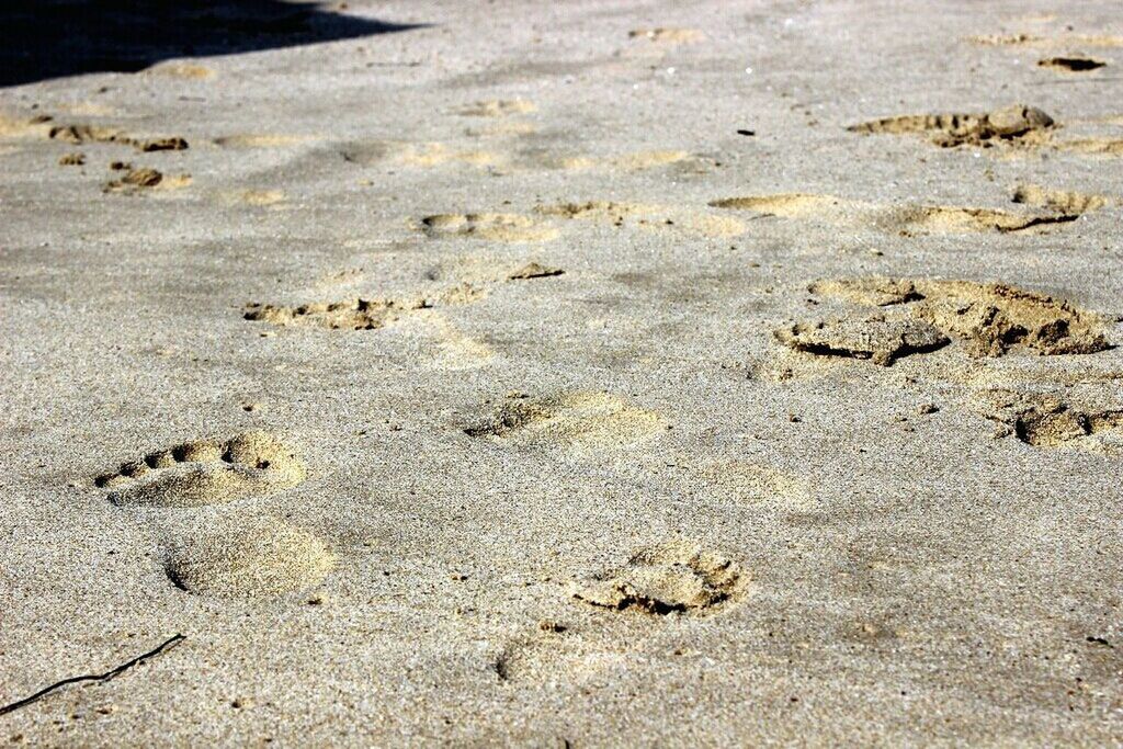 sand, beach, nature, high angle view, tranquility, shore, animal themes, day, sunlight, landscape, outdoors, beauty in nature, arid climate, footprint, no people, tranquil scene, animals in the wild, dirt, wildlife