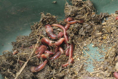 Close-up of worms on ground