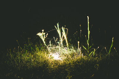 Plants growing on field at night