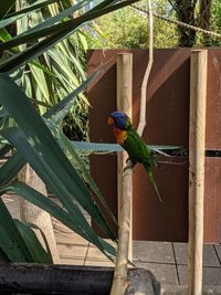 Bird perching on wood