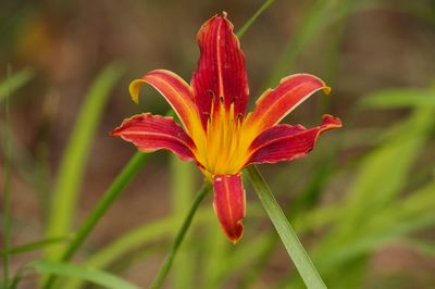 Close-up of red lily blooming outdoors