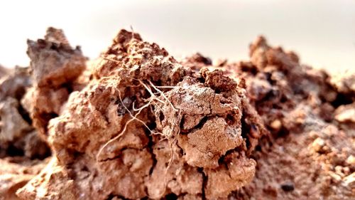 Close-up of dried plant on rock