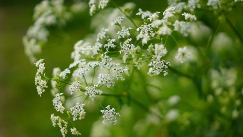 White flowers blossoming 