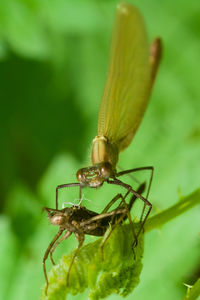 Close-up of insect on leaf