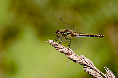 Close-up of insect