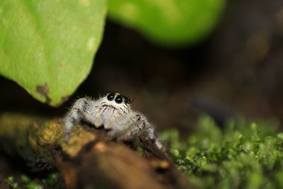 Close-up of caterpillar