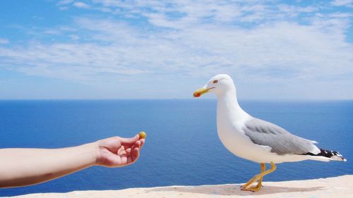 Seagulls flying over sea