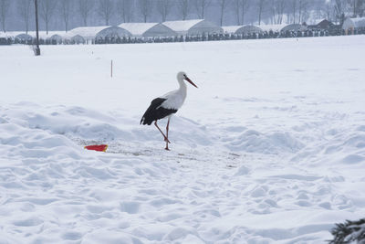 A stork in a cold winter landscape with white snow