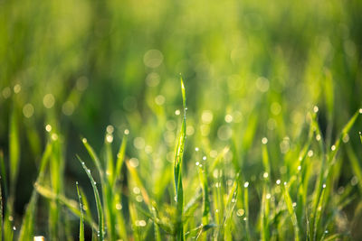 Close-up of wet grass