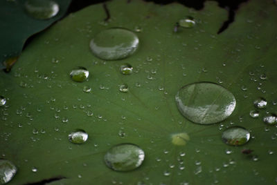 Full frame shot of raindrops on leaf