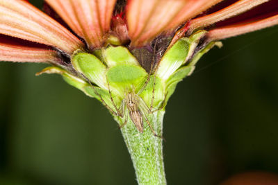 Close-up of insect on plant