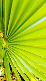 Full frame shot of palm leaves
