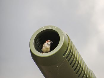 bird
