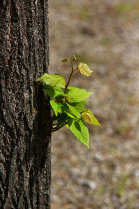 Close-up of tree trunk