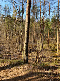 Full frame shot of bare trees in forest