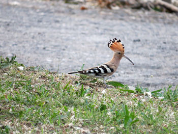 The eurasian hoopoe walks in the park 