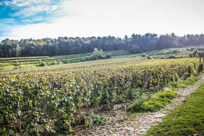 View of vineyard against sky